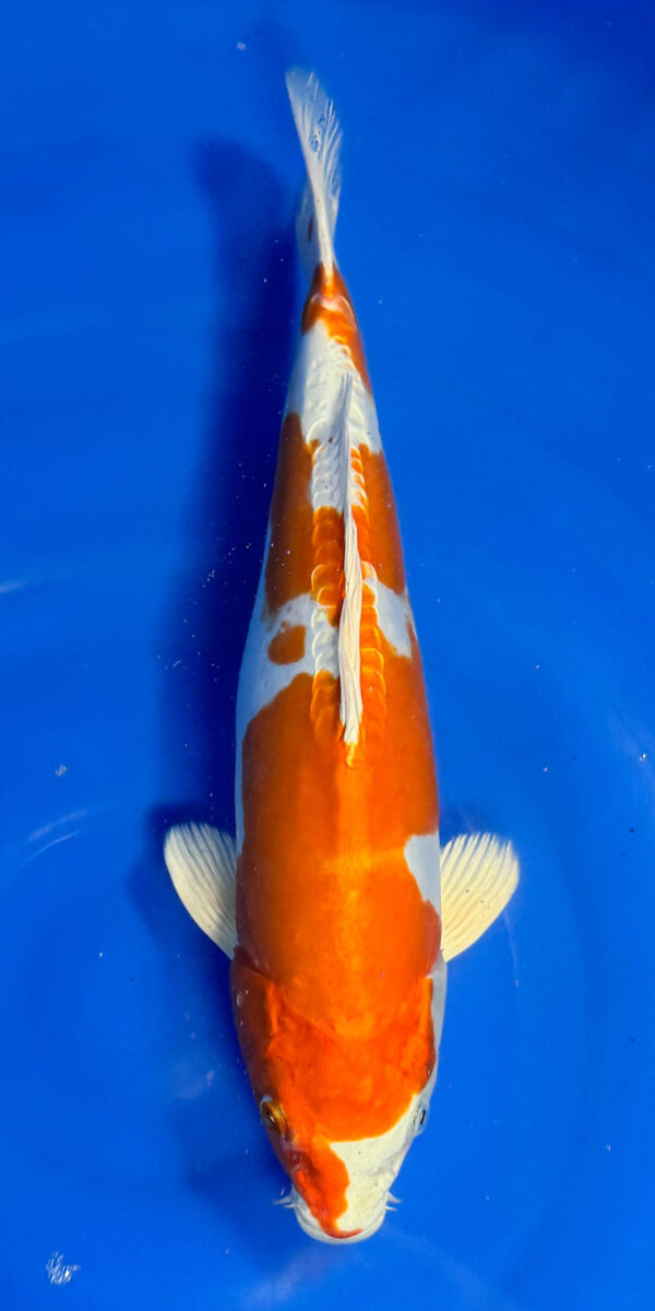 Kikusui