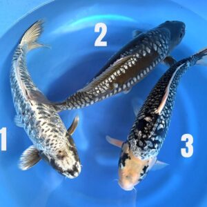 Aragoke - Big Scale Mix