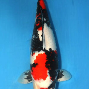 Maruten Showa mit Zertifikat RESERVIERT