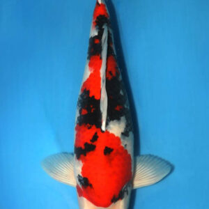 Maruten Showa mit Zertifikat