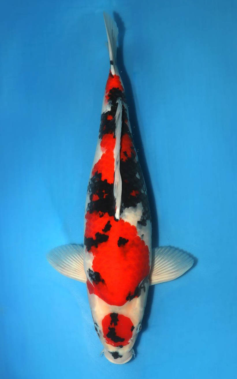 Maruten Showa mit Zertifikat