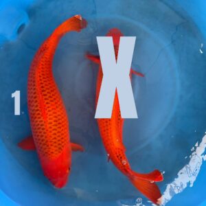 Aka Matsuba RESERVIERT