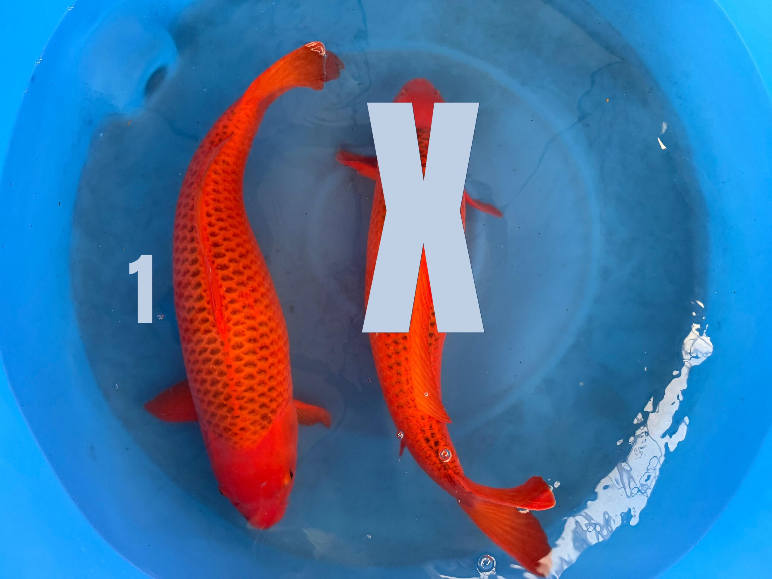 Aka Matsuba RESERVIERT