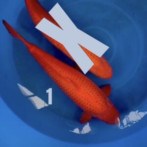 Aka Matsuba RESERVIERT