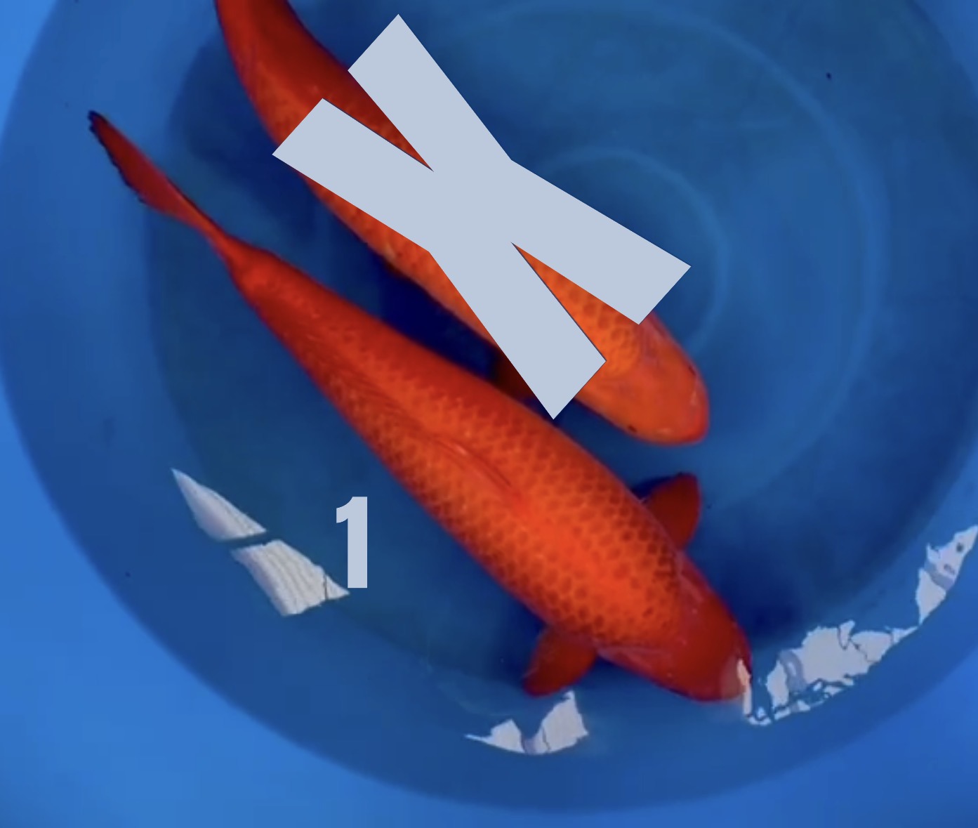 Aka Matsuba RESERVIERT