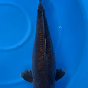 Doitsu Ginrin Chocolate Chagoi - Super Babyface