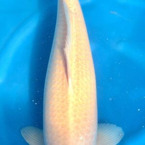 Tancho Kohaku RESERVIERT