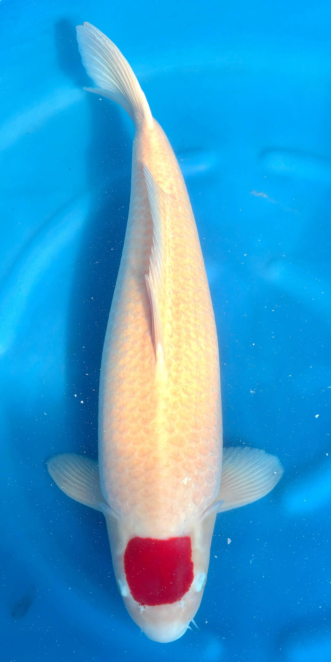 Tancho Kohaku RESERVIERT