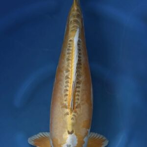 Doitsu Kogane Ochiba