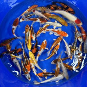 HQ Tosai Mix von Oofuchi (größer)