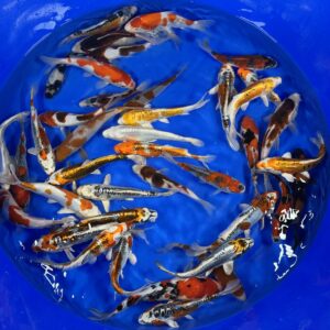 Alternative view of HQ Tosai Mix von Oofuchi (größer)