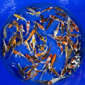 HQ Tosai Mix von Oofuchi (kleiner)