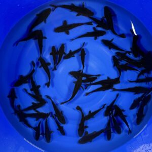 HQ Tosai Karasugoi von Yamajyu (Schwer zu bekommen!!!)