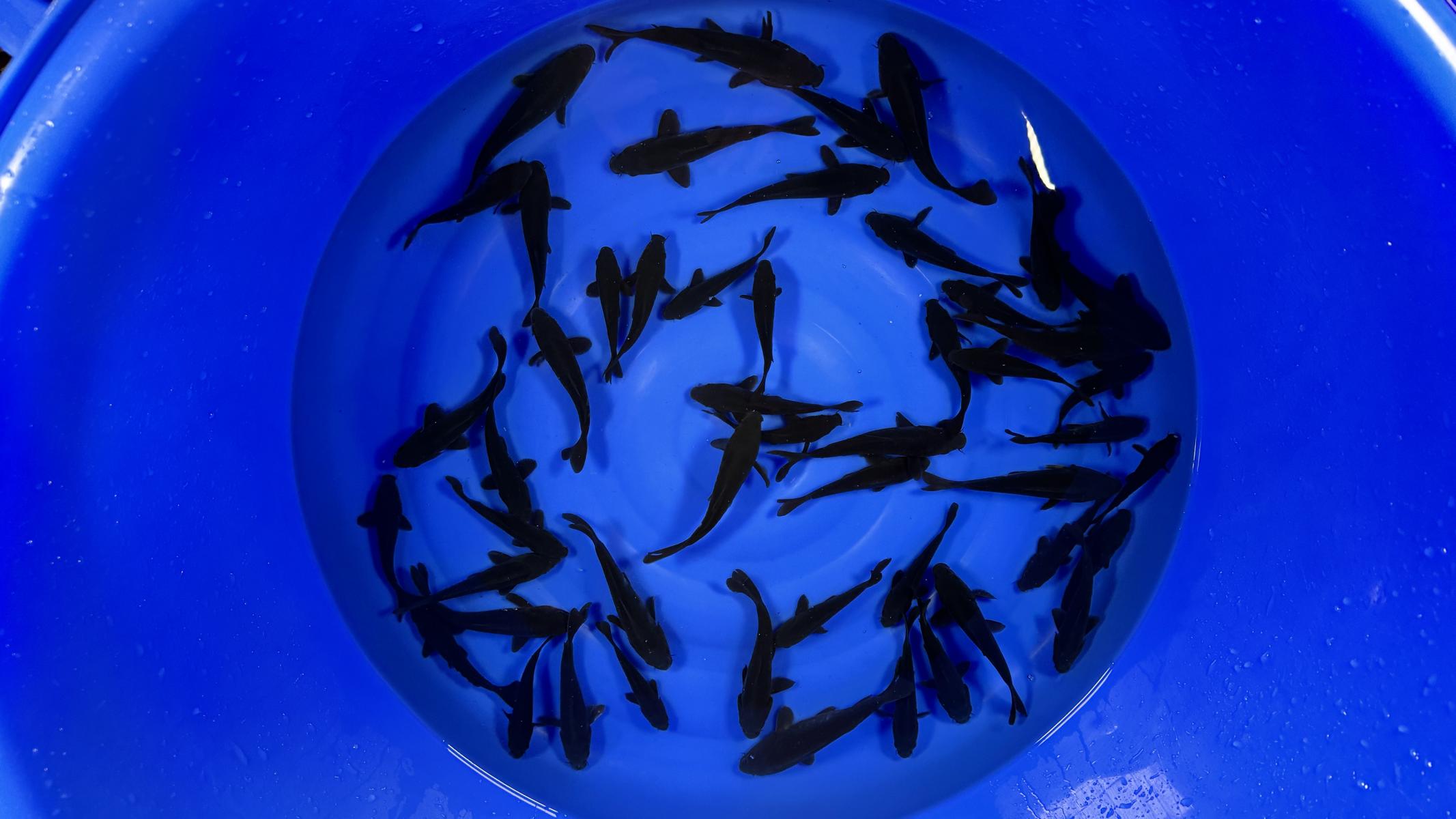 HQ Tosai Karasugoi von Yamajyu (Schwer zu bekommen!!!)