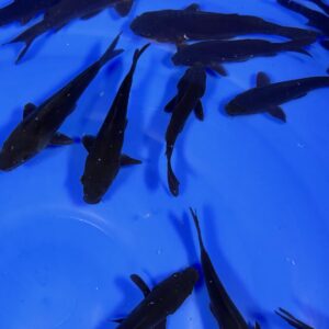 Alternative view of HQ Tosai Karasugoi von Yamajyu (Schwer zu bekommen!!!)