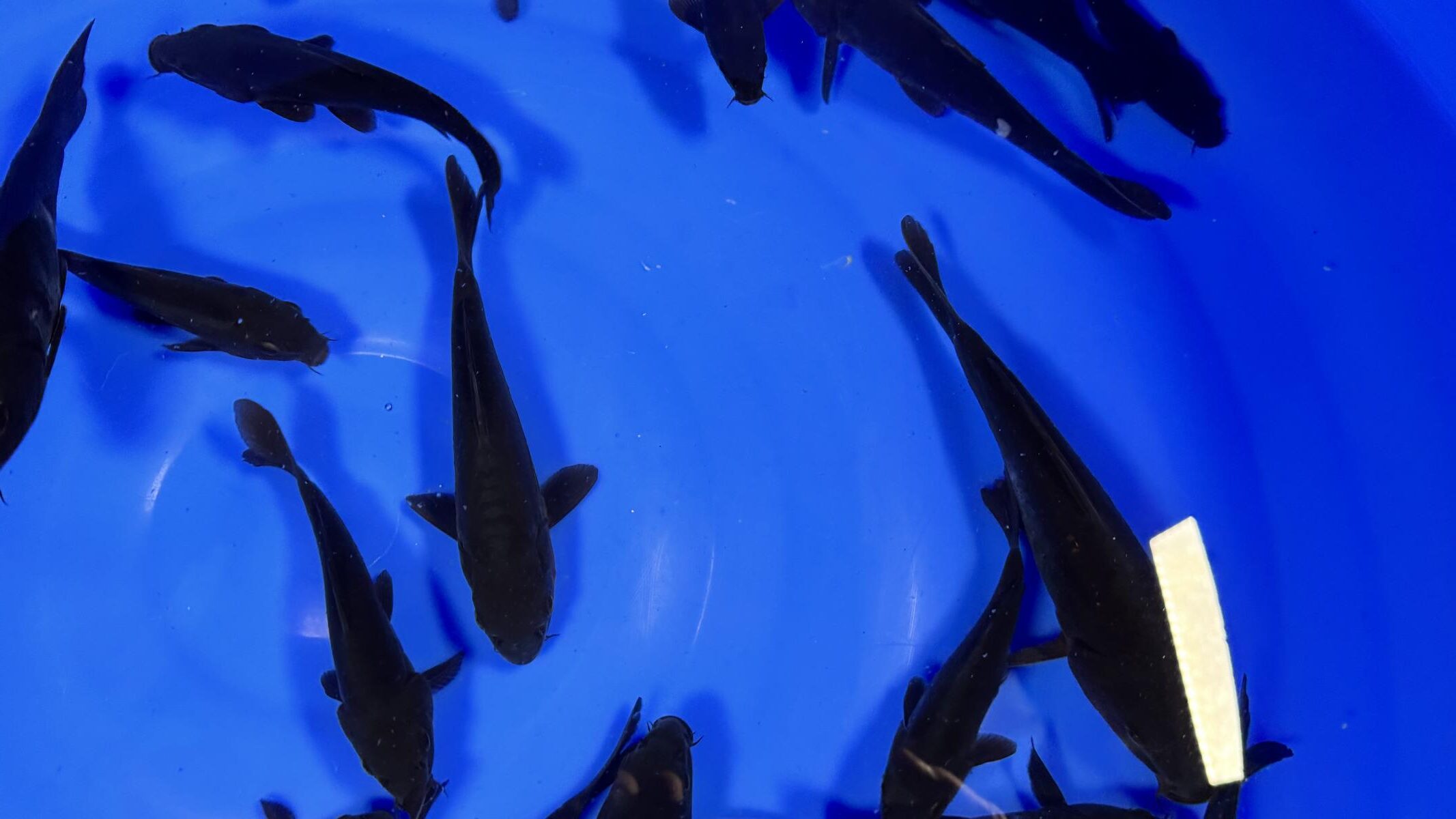 HQ Tosai Karasugoi von Yamajyu (Schwer zu bekommen!!!) – Bild 3