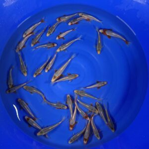 HQ Tosai Asagi von Yamajyu