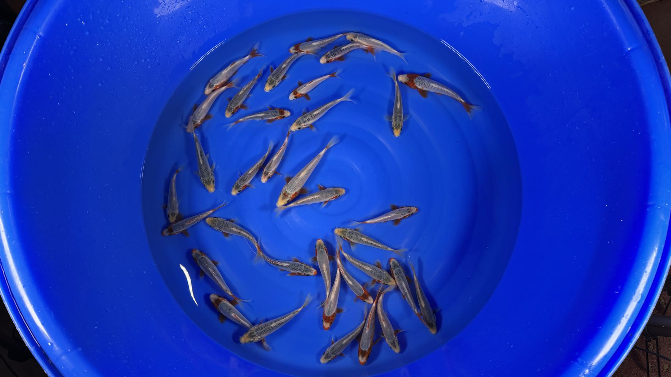 HQ Tosai Asagi von Yamajyu