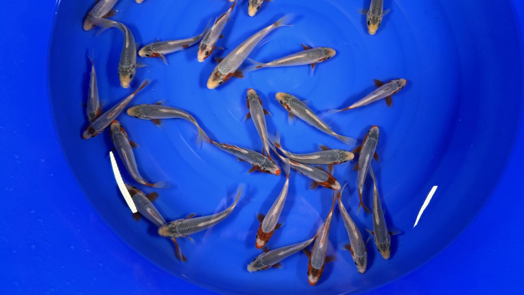 HQ Tosai Asagi von Yamajyu – Bild 2