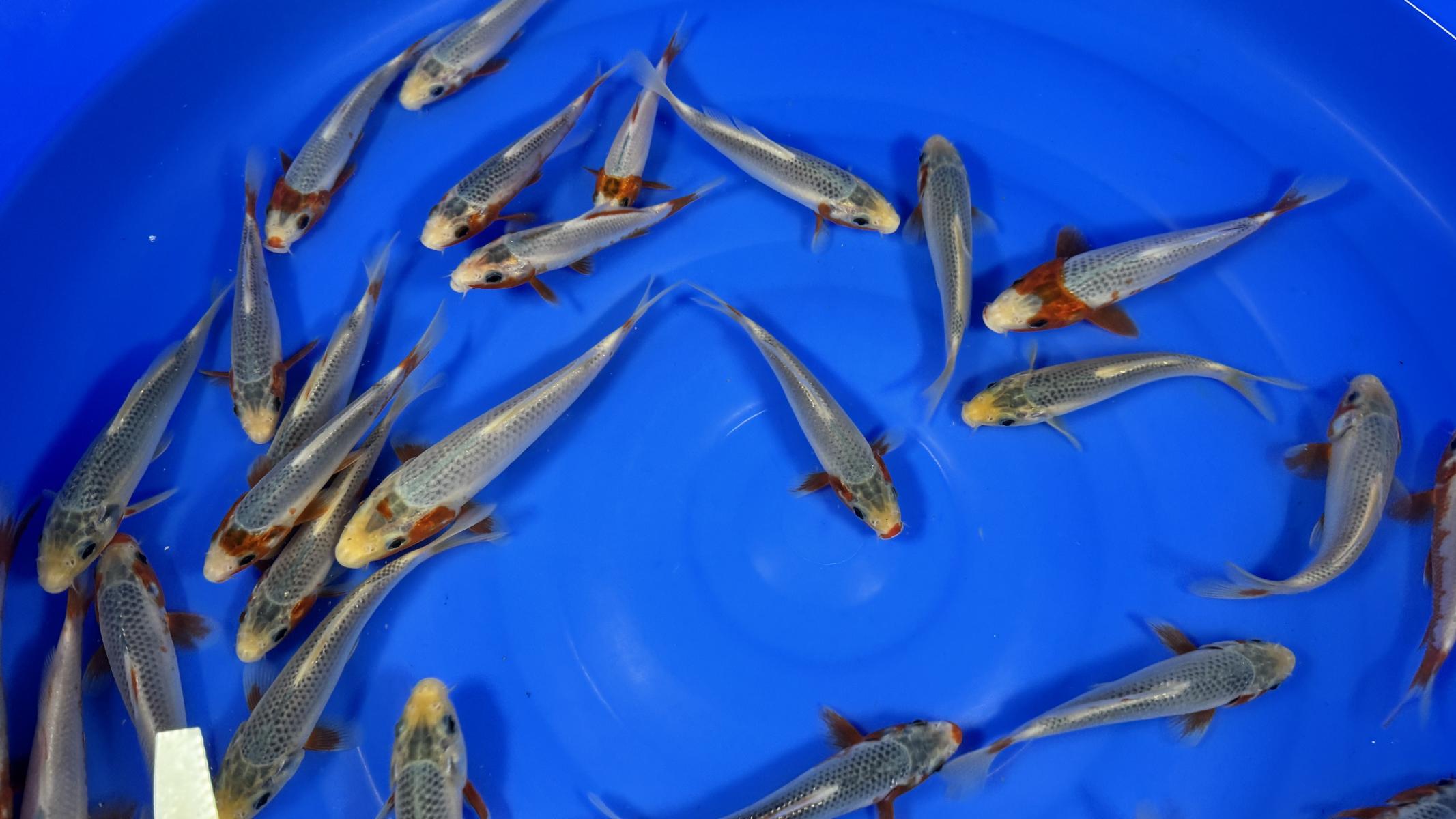 HQ Tosai Asagi von Yamajyu – Bild 3