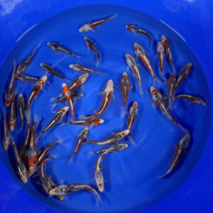 HQ Tosai Shusui von Yamajyu