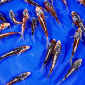 Alternative view of HQ Tosai Shusui von Yamajyu