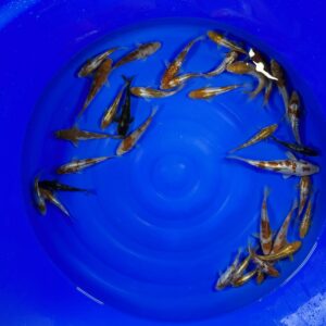 HQ Tosai Ochiba Mix von Yamajyu