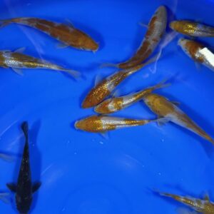 Alternative view of HQ Tosai Ochiba Mix von Yamajyu