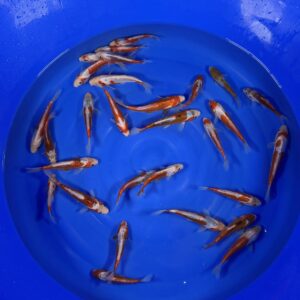 HQ Tosai Kusui von Yamajyu (Schwer zu bekommen!!!)