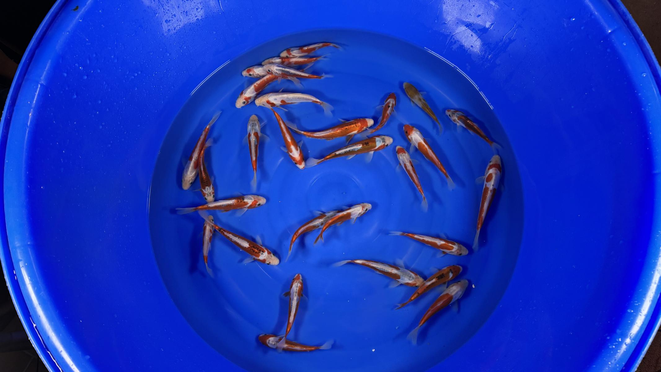 HQ Tosai Kusui von Yamajyu (Schwer zu bekommen!!!)