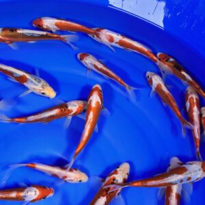 Alternative view of HQ Tosai Kusui von Yamajyu (Schwer zu bekommen!!!)