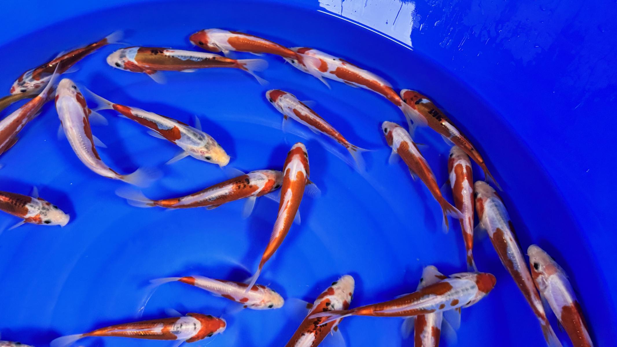 HQ Tosai Kusui von Yamajyu (Schwer zu bekommen!!!) – Bild 2