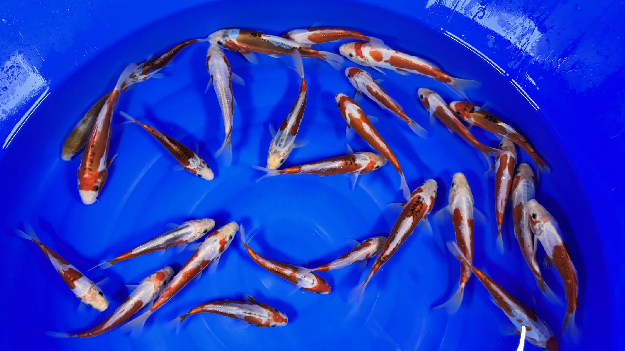 HQ Tosai Kusui von Yamajyu (Schwer zu bekommen!!!) – Bild 3