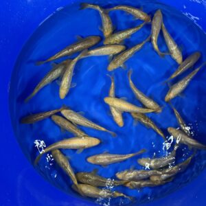 Ginrin Apple Mango Karashi von Torazo (Schwer zu bekommen!!!)