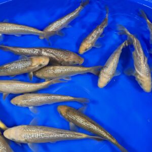 Alternative view of Ginrin Apple Mango Karashi von Torazo (Schwer zu bekommen!!!)