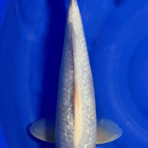 Ginrin Tancho Kohaku